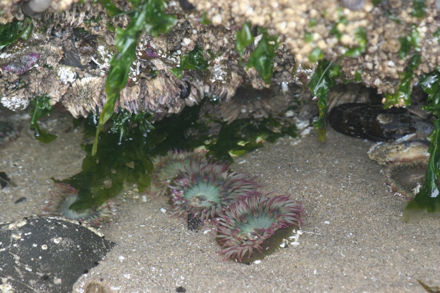 sea anemone?